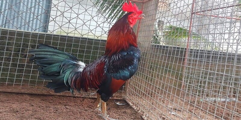 Dòng gà Cọp góp phần làm nên danh tiếng của Mít Trà Cú