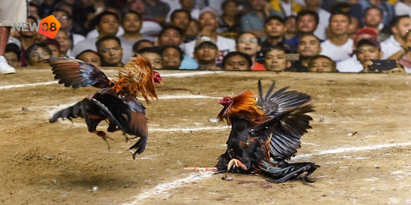 Dễ dàng lật ngược thế cờ tạo cơ hội chiến thắng bất ngờ